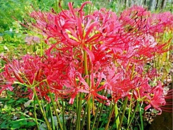 阴阳界的花叫什么_2
