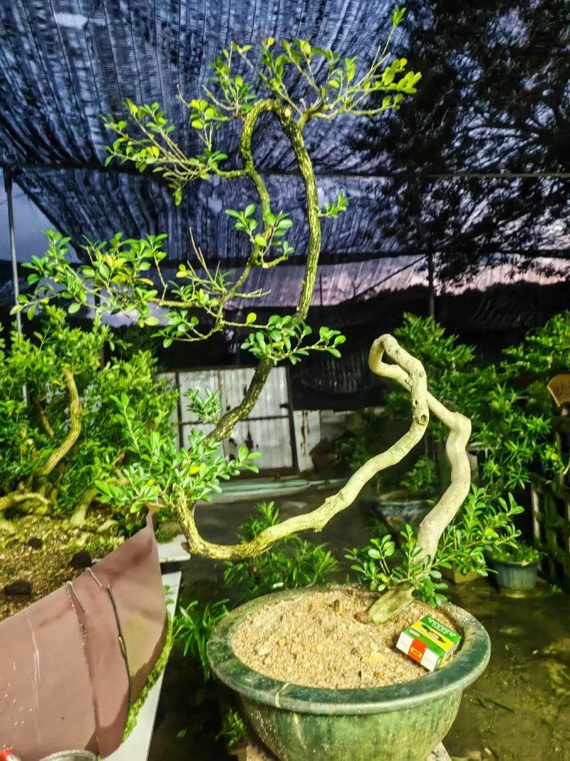 盆景欣赏经典感悟_1