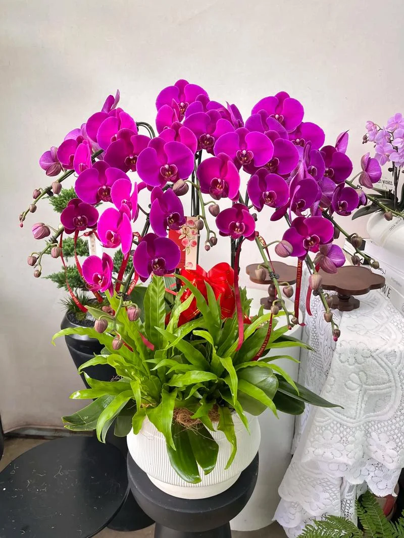 教师节送什么花盆_2