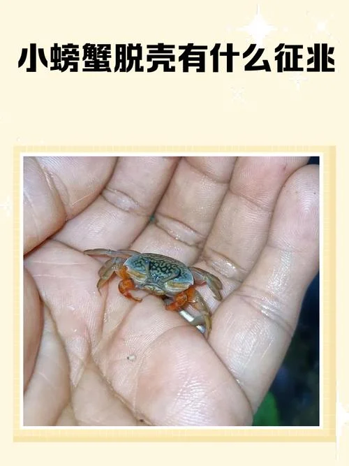 梦见螃蟹是受孕成功了-梦见螃蟹预示怀孕