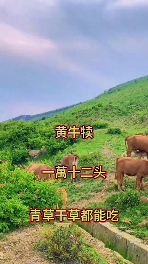 20亩地可以养多少只黄牛_2