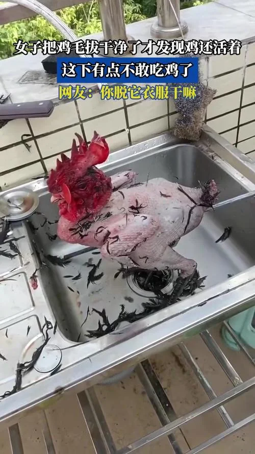 梦见杀鸡拔毛_1
