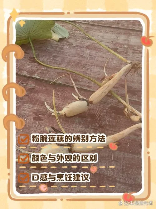 梦见吃藕是什么意思啊_1