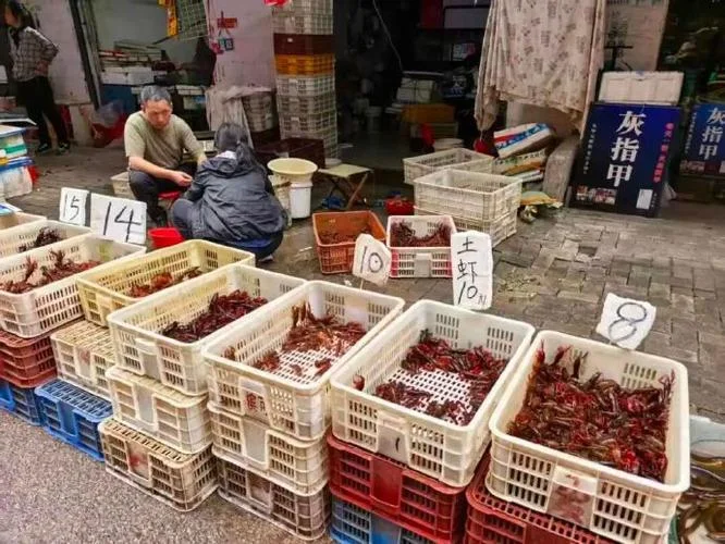 养十亩龙虾要多少成本_2