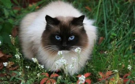 猫的品种叫什么罗_2