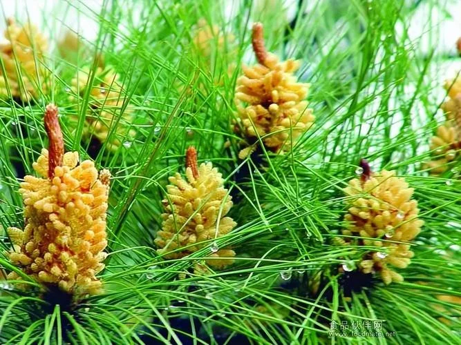 北方松花粉几月份采摘_1