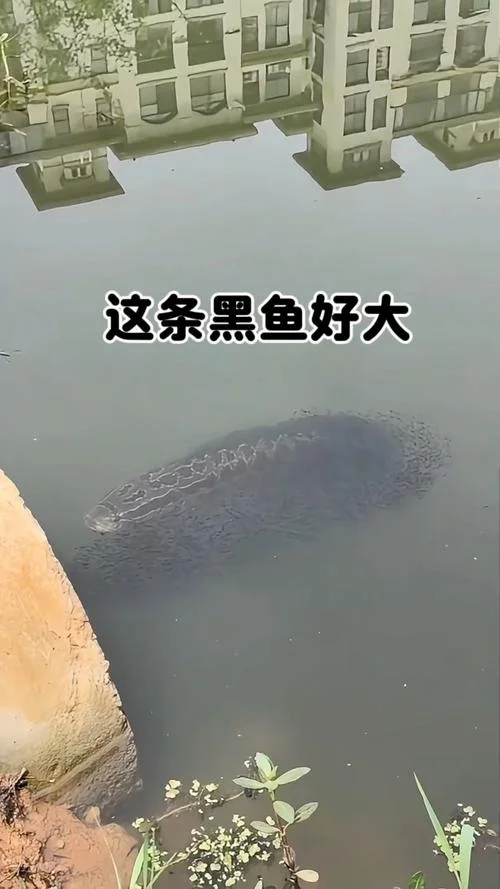 梦到好多黑鱼_1