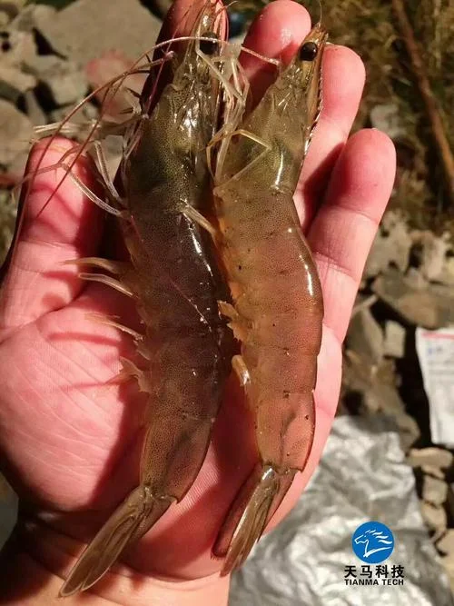 养草虾一亩一般赚多少_1