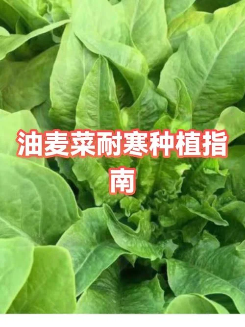 油麦菜几月份种植_1