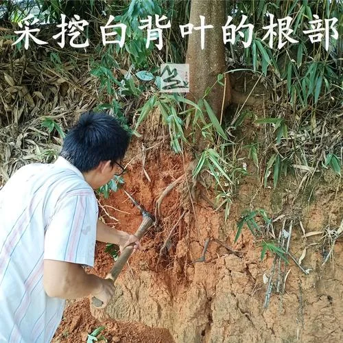 白背叶根别名叫什么_1