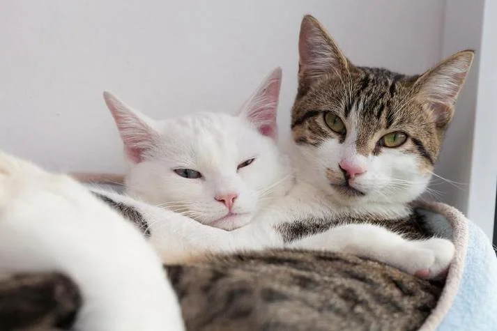 梦见猫怀孕趴在人身上_2