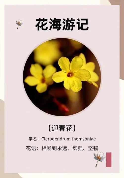 迎春花几月开几月不开-迎春花开花期