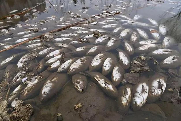 梦见很多死鱼死鸭_1