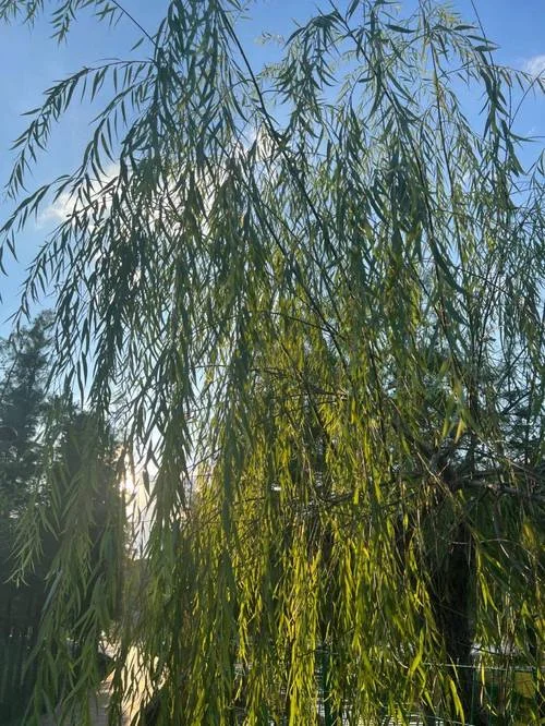 杨柳依依下一句是_1