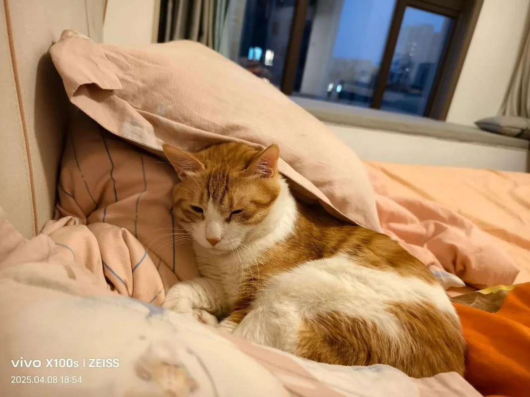梦见家里来了只猫-梦猫入室