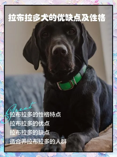 拉布拉多出自哪个国家_1