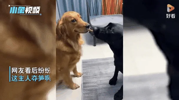 梦见狗抢食-梦境：恶犬夺食