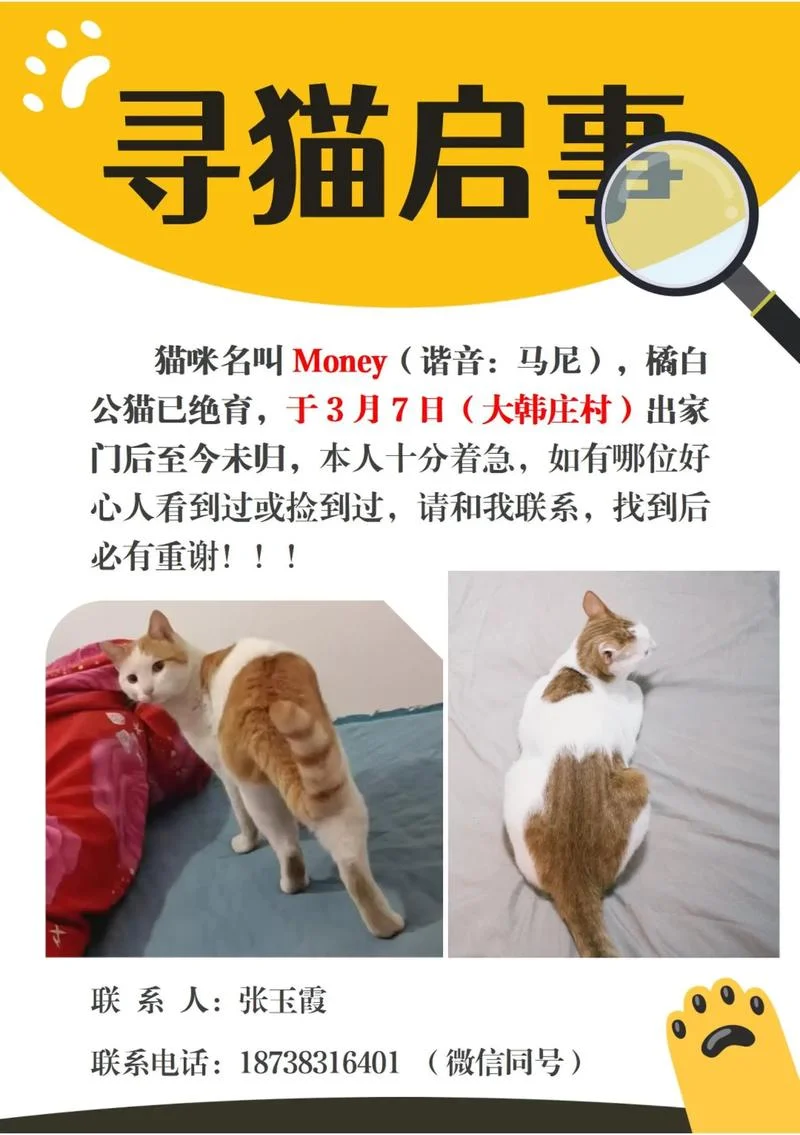 梦到买猫-梦买猫