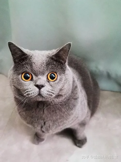 梦见很多的猫乱窜_1