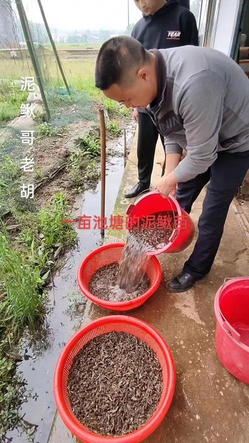 养殖泥鳅一亩多少利润-一亩泥鳅养殖利润