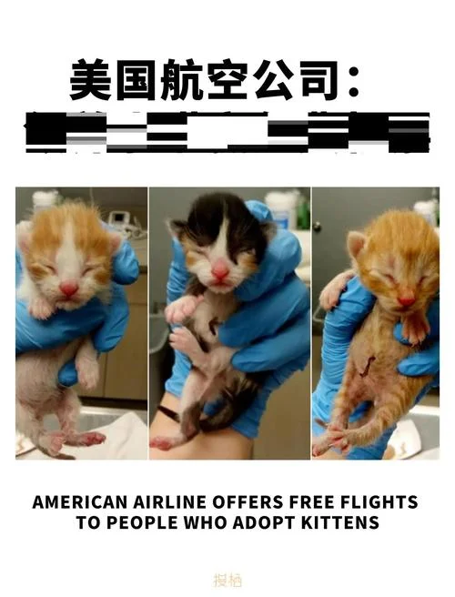 哪个航空公司带猫好_1