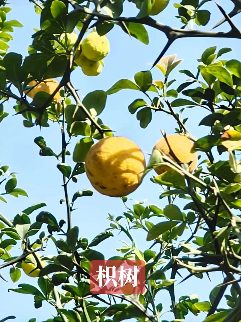 橘子生淮南为橘生于淮北则为枳出自_1