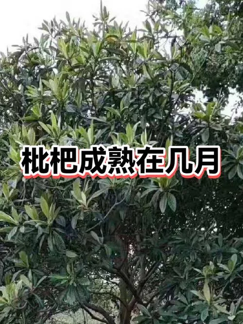 枇杷几月份成熟北方-枇杷几月成熟北方