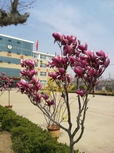 肇源县第一中学校花_1