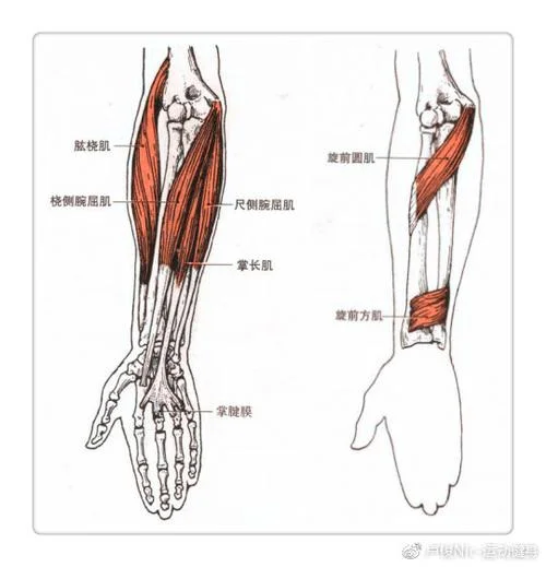 运动解剖学图谱怎么样-运动图谱评估优秀