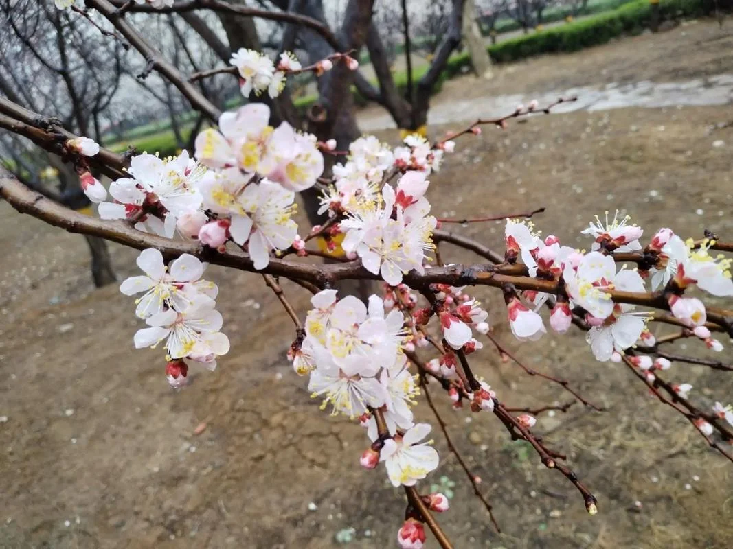 梦见折杏花-梦见杏花折枝