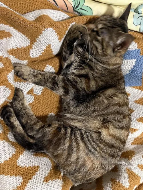 梦见猫是什么_2