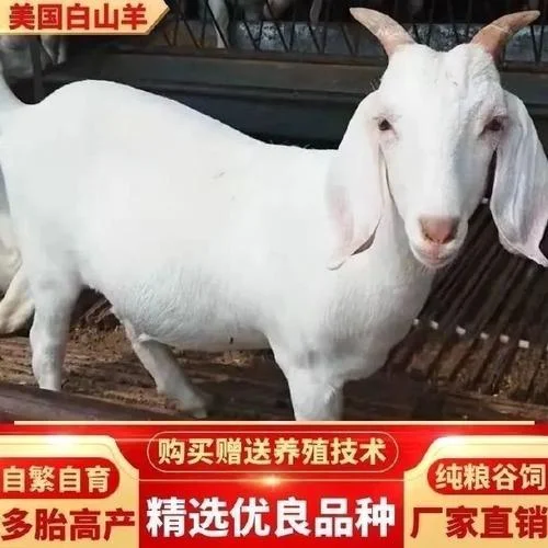 女人梦见白色的小羊羔_2