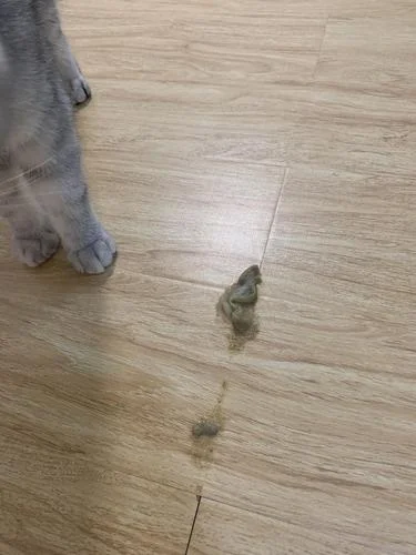 梦见猫吐了-梦猫呕吐