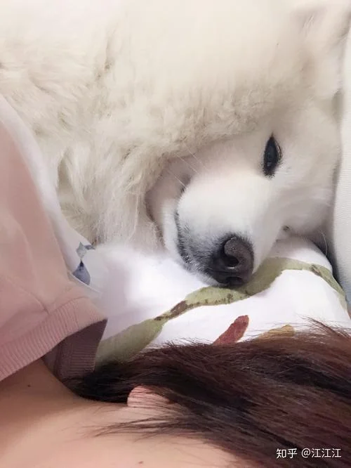 梦见抱狗在怀里_1