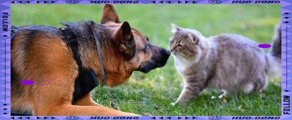 梦见很多狗围着自己咬-群犬围咬之梦