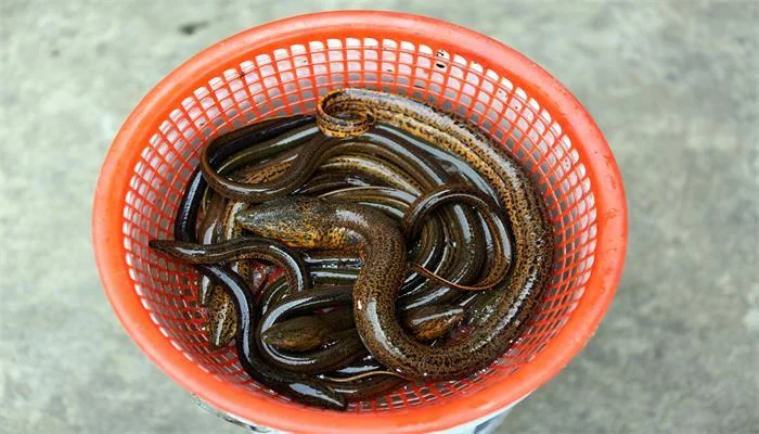 梦见黄鳝从腿长出来-腿生黄鳝
