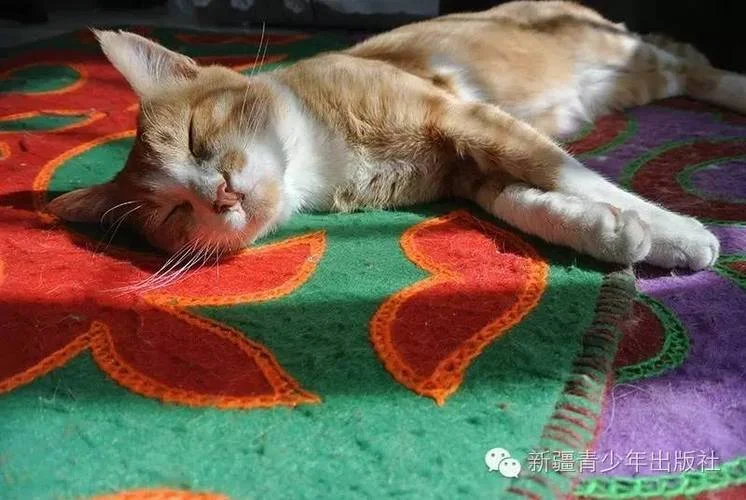 猫咪事务所读后感_1
