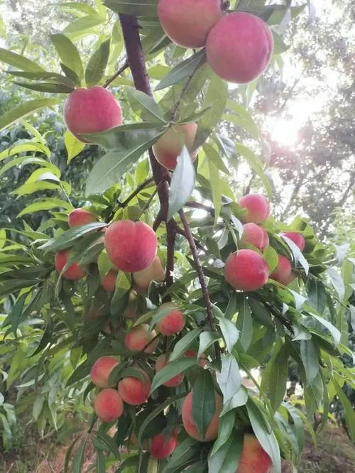 梦见好多桃树什么意思-梦见桃树多有何寓意