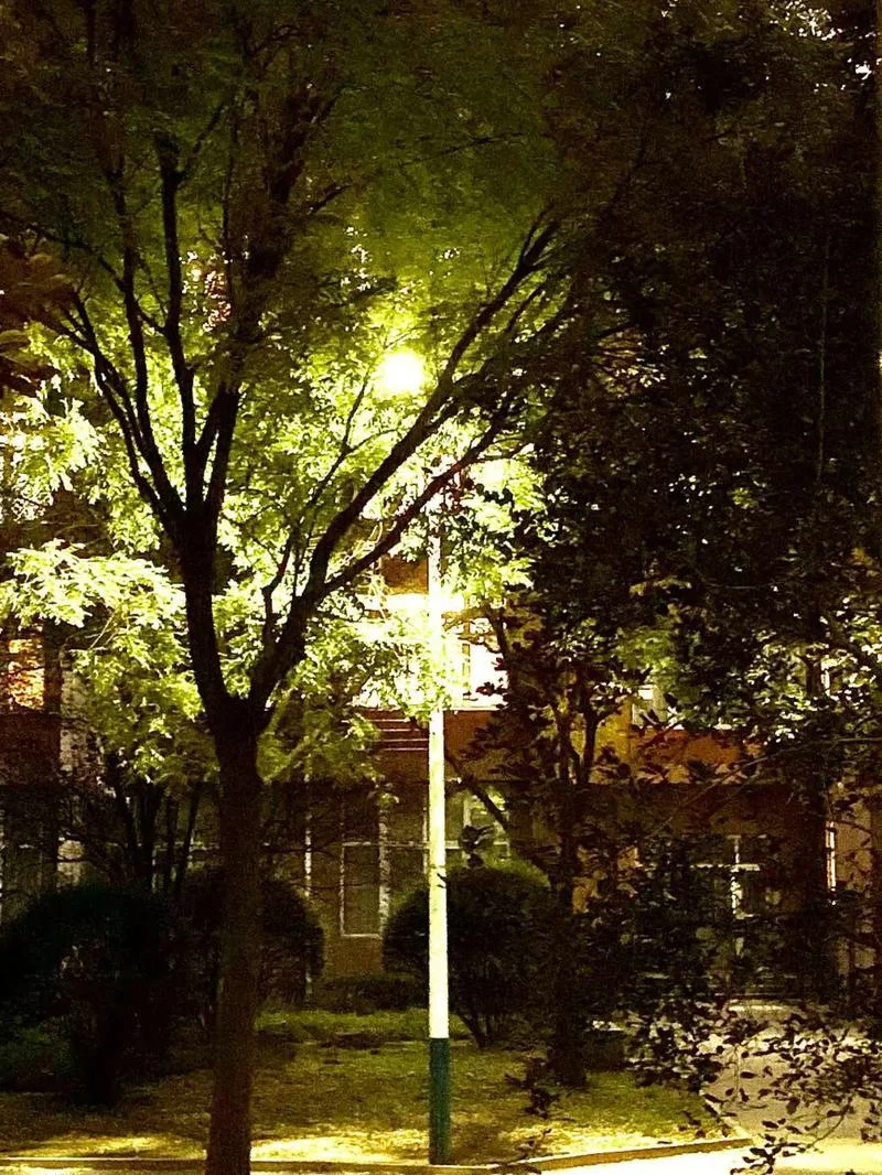 大学校园路灯图片_2