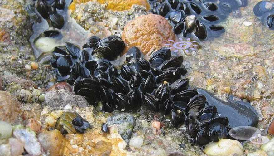 海虹又叫什么名字_2