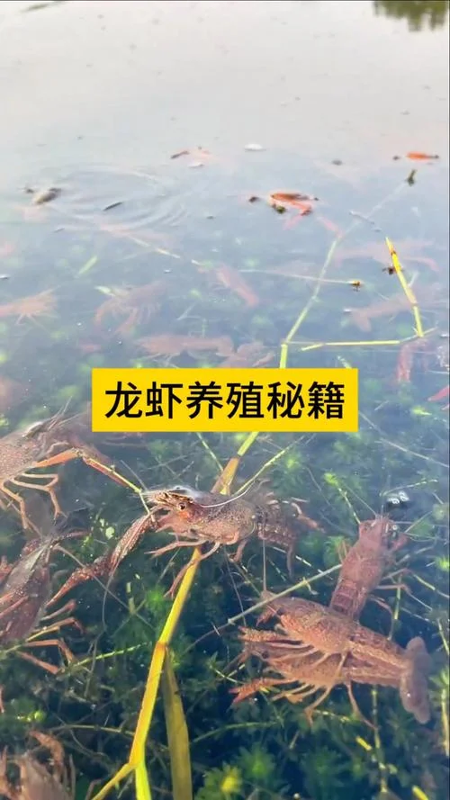 小龙虾养殖平均一亩投放多少尾虾苗最合适_1