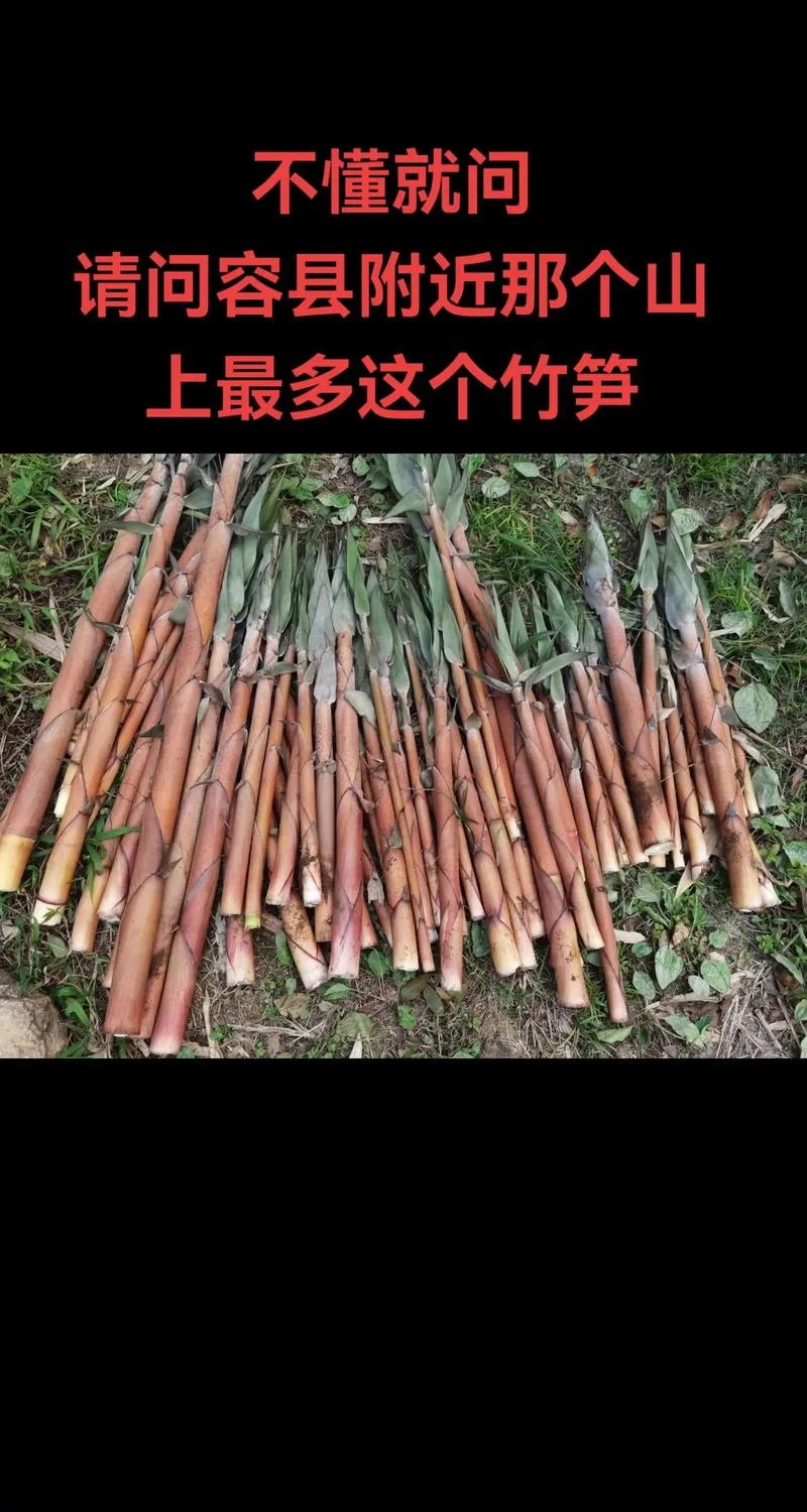 一亩竹林能产多少竹笋-一亩竹林竹笋产量
