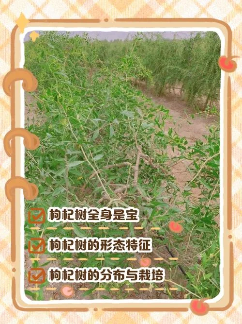 枸杞种植创业项目_2