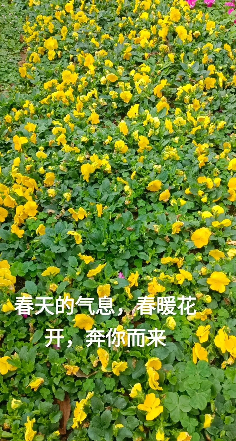 春暖花开最新文案_1