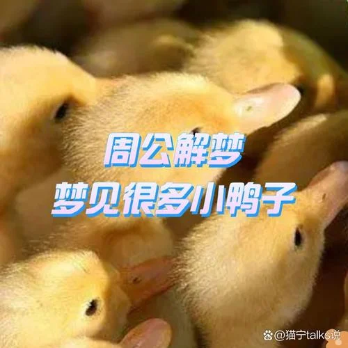 梦见鸭子死了_1