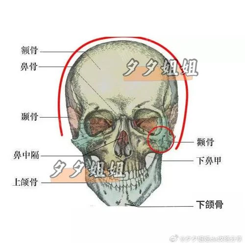 脸颊两边的骨头叫什么_1