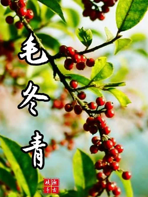 什么是毛冬青_2