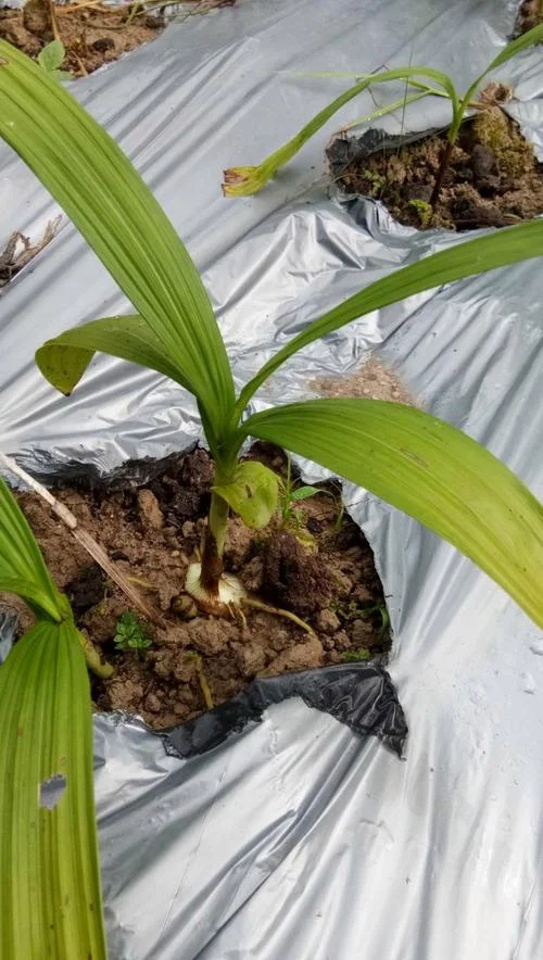 种白芨一亩地赚多少钱_2