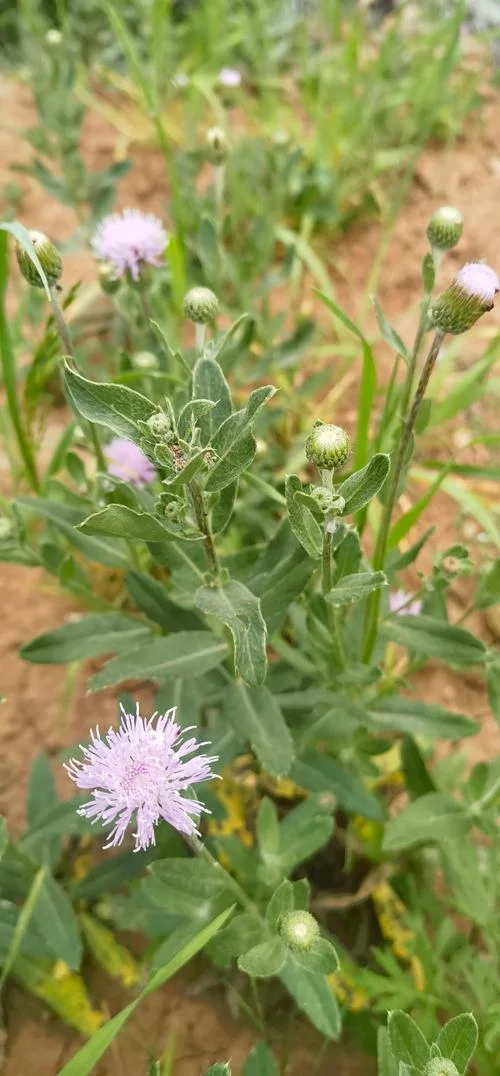 带刺的菜叫什么菜_2
