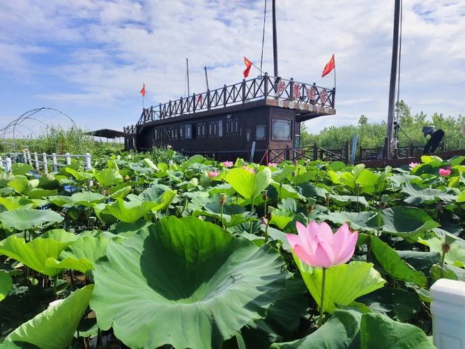 荷花荡多少亩_2